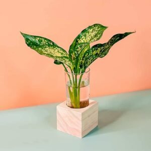 Purchase Exquisite Aglaonema Silk Cubo Plant at Plantshop.me