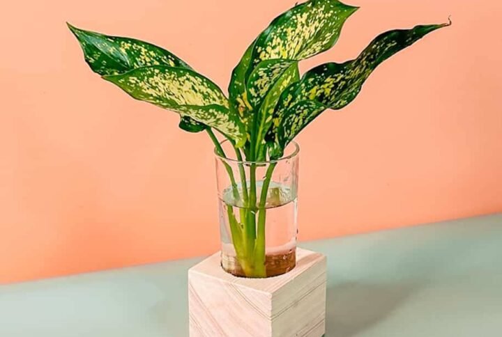 Purchase Exquisite Aglaonema Silk Cubo Plant at Plantshop.me