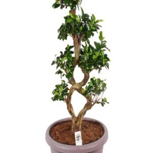 Purchase Ficus Bonsai 8 Shape - Add Elegance to Your Space