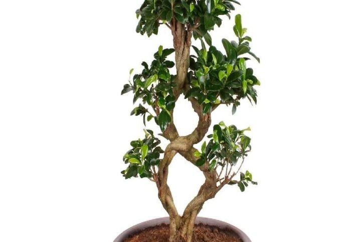 Purchase Ficus Bonsai 8 Shape - Add Elegance to Your Space