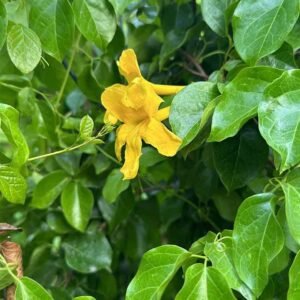 Purchase Funnel Creeper Tall | Plantshop.me