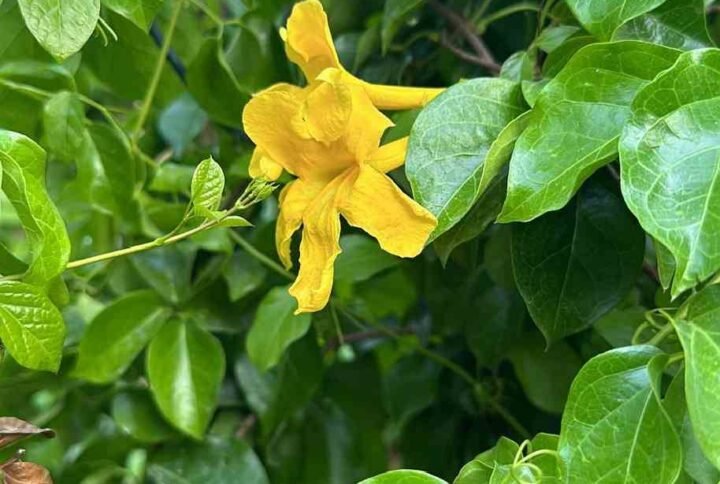 Purchase Funnel Creeper Tall | Plantshop.me