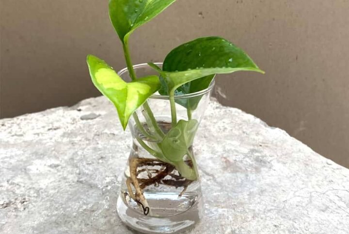 Purchase Global Green Pothos Cuttings Online at Plantshop.me