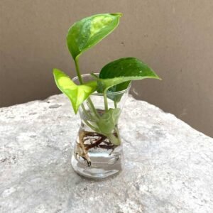 Purchase Global Green Pothos Cuttings Online at Plantshop.me