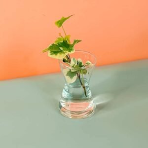 Purchase Hedera Helix Cuttings Online at Plantshop.me - UAE