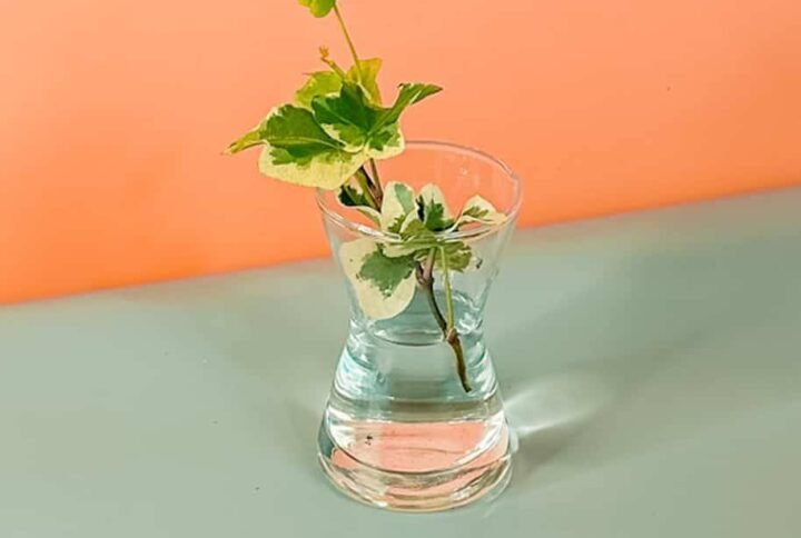 Purchase Hedera Helix Cuttings Online at Plantshop.me - UAE