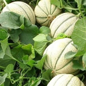 Purchase High-Quality Musk Melon Hybrid F1 Seeds at Plantshop.me