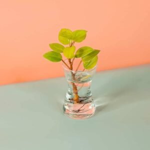 Purchase Peperomia Cuttings - Unique Plant Starts | Plantshop.me