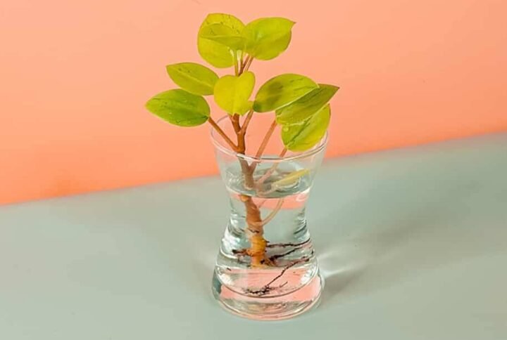 Purchase Peperomia Cuttings - Unique Plant Starts | Plantshop.me