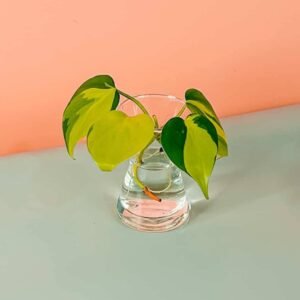 Purchase Philodendron Brazil Cuttings Online from Plantshop.me