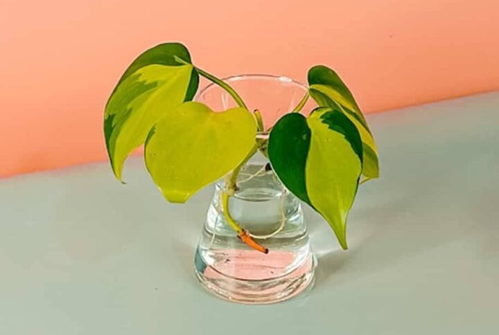 Purchase Philodendron Brazil Cuttings Online from Plantshop.me