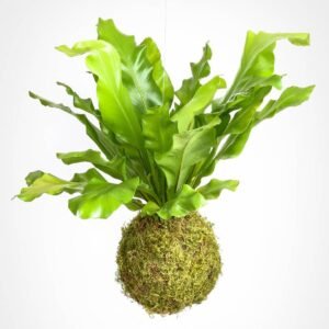 Purchase PS Kokedama Bird's Nest Fern | Plantshop.me in the UAE