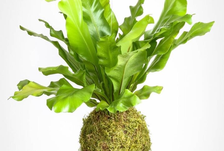 Purchase PS Kokedama Bird's Nest Fern | Plantshop.me in the UAE