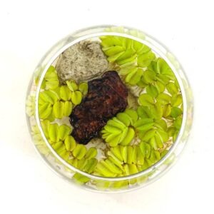 Purchase Salvinia Water Plant Arrangement Online at Plantshop.me