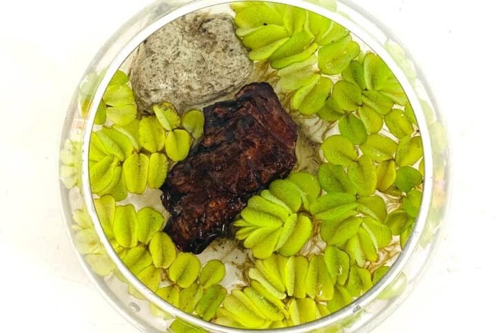 Purchase Salvinia Water Plant Arrangement Online at Plantshop.me