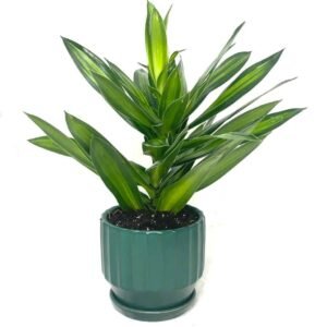 Purchase Song of Jamaica Mini Plant at Plantshop.me - UAE Delight
