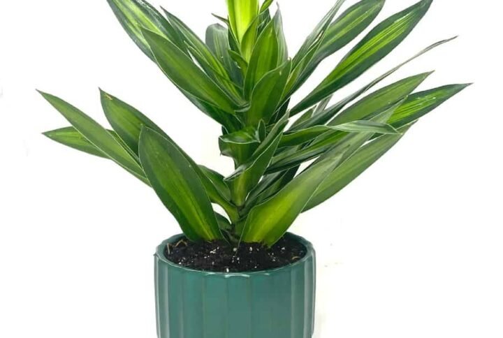 Purchase Song of Jamaica Mini Plant at Plantshop.me - UAE Delight
