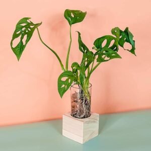 Purchase Swiss Cheese Cubo Plant Online | Plantshop.me
