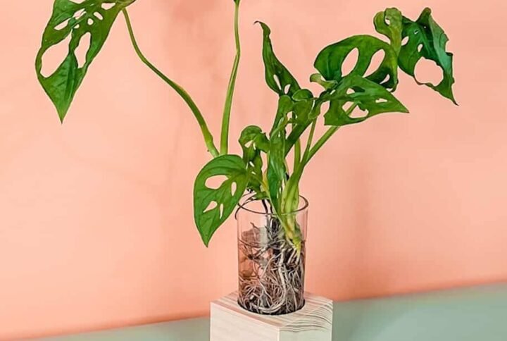 Purchase Swiss Cheese Cubo Plant Online | Plantshop.me