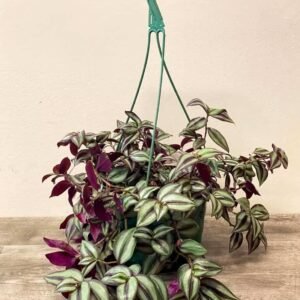 Purchase Tradescantia Zebrina Hanging Plant - Plantshop.me
