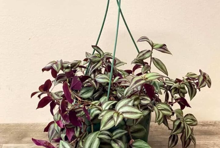 Purchase Tradescantia Zebrina Hanging Plant - Plantshop.me
