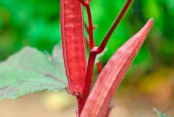 Red Ladies Finger Okra Seeds: Grow Vibrant Veggies