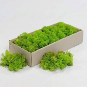 Reindeer Moss – Preserved - Terrarium | Plantshop.me