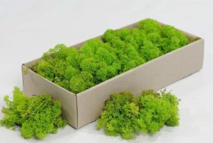 Reindeer Moss – Preserved - Terrarium | Plantshop.me