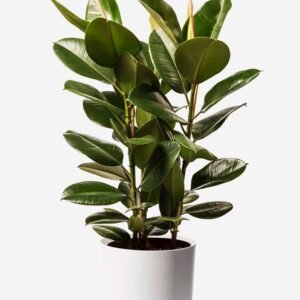 Rubber Plant 3PP - Air Purifying - Indoor Plants | Plantshop.me