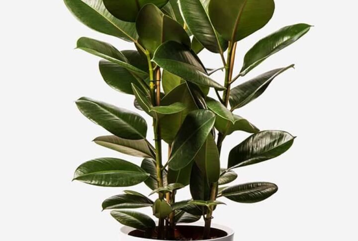 Rubber Plant 3PP - Air Purifying - Indoor Plants | Plantshop.me
