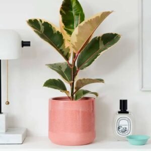Rubber Plant Variegated - Indoor Plants | Plantshop.me
