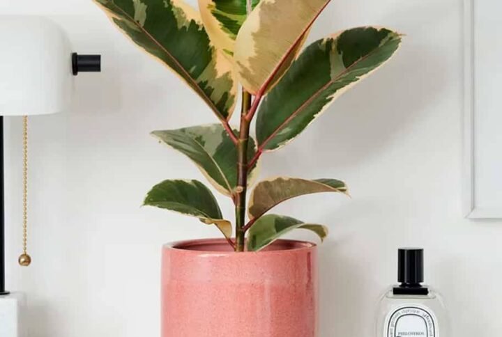 Rubber Plant Variegated - Indoor Plants | Plantshop.me