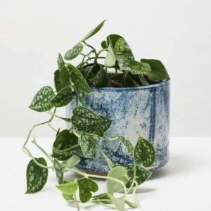 Satin Pothos - Indoor Plants | Plantshop.me