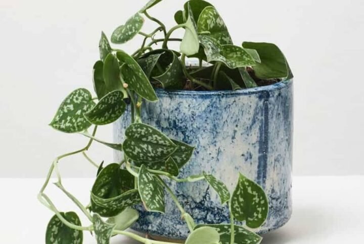 Satin Pothos - Indoor Plants | Plantshop.me