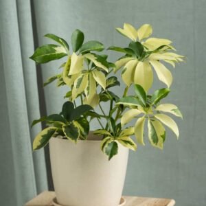 Schefflera Variegated Dwarf: Compact Beauty | Plantshop.me
