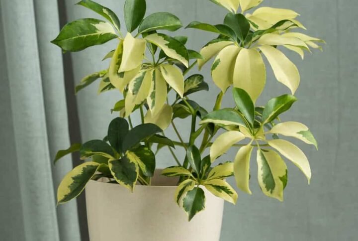 Schefflera Variegated Dwarf: Compact Beauty | Plantshop.me