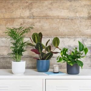 Shelfie Plant Bundle: Stunning Combos | Plantshop.me UAE