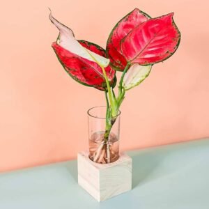 Shop Aglaonema Red Cubo - Stunning Indoor Plant at Plantshop.me