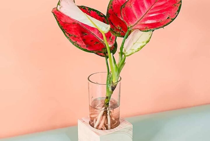 Shop Aglaonema Red Cubo - Stunning Indoor Plant at Plantshop.me