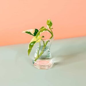 Shop Premium Epipremnum Cuttings Online at Plantshop.me