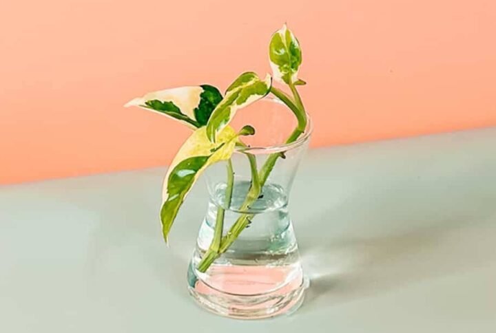 Shop Premium Epipremnum Cuttings Online at Plantshop.me