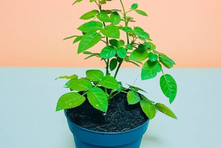 Shop Rose Mini Holland Online | Plantshop.me