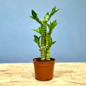 Shop Striped Lucky Bamboo | Buy Online at Plantshop.me