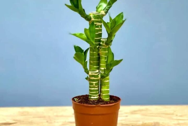 Shop Striped Lucky Bamboo | Buy Online at Plantshop.me