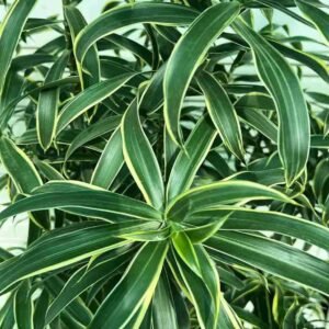 Song of India - Dracaena Reflexa - Indoor Plants | Plantshop.me