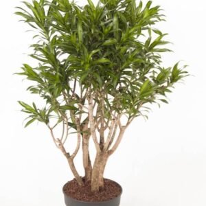 Song of jamaica - Dracaena Reflexa - Indoor Plants | Plantshop.me