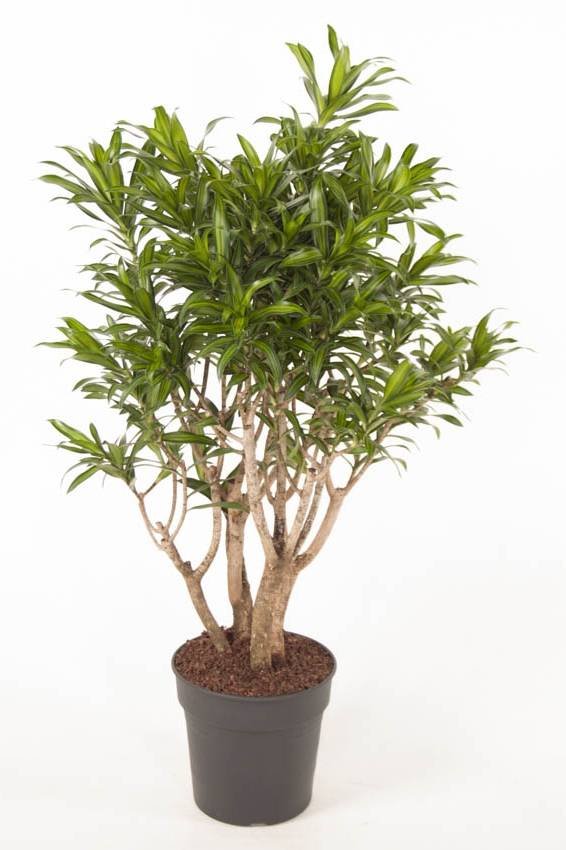 Song of jamaica - Dracaena Reflexa - Indoor Plants | Plantshop.me