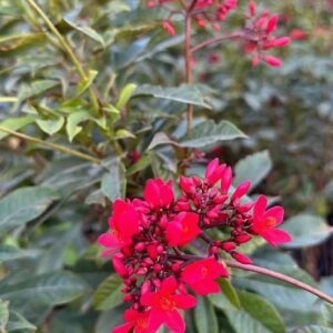Spicy Jatropha - Flowering - Outdoor Plants | Plantshop.me