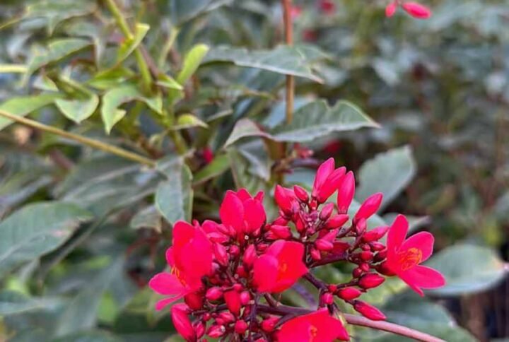 Spicy Jatropha - Flowering - Outdoor Plants | Plantshop.me