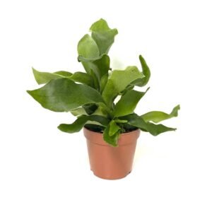 Staghorn - Air Purifying - Indoor Plants | Plantshop.me